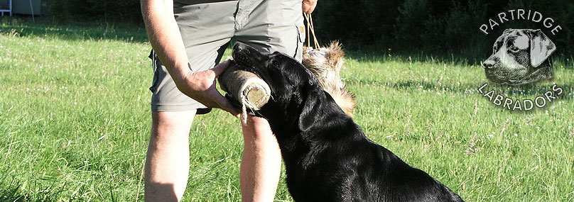 Labrador retriever Danmark Kennel Partridge Retriever ordbog for retrieverejere